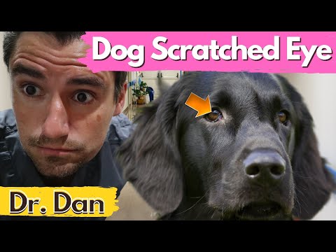 Dog scratched eye.  How a veterinarian will diagnose and treat a scratch cornea.