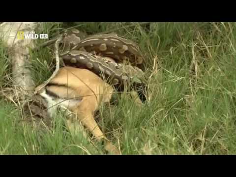 Leopard Documentary - Leopard Documentary National Geographic
