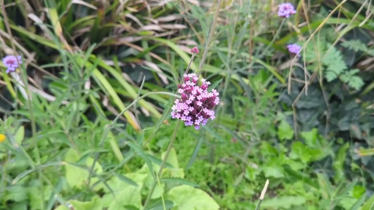 DJI Osmo Mobile 8 — Dyna Zoom - YouTube