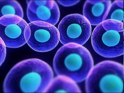 Gennady Tkachenkо Papizh and Olox   Evolution