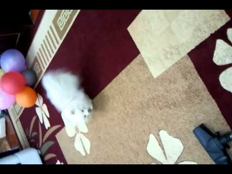 Funny dog шпиц Babi