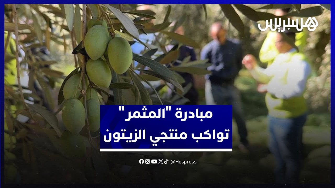 مبادرة "المثمر" تقوي المواكبة الميدانية لرفع إنتاجية الزيتون في الحوز thumbnail