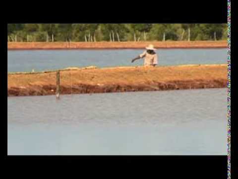 download lagu mp3 mp4 Madagascar Prawns, download lagu Madagascar Prawns gratis, unduh video klip Madagascar Prawns