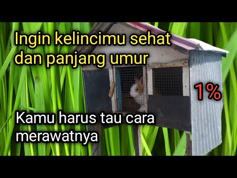 , title : 'CARA MERAWAT KELINCI YANG BAIK DAN BENAR'