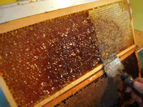 hogyan befolyásolja a méz az erekciót