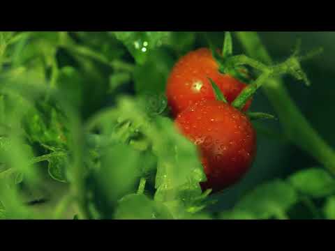 The Science of Tomato Ripening