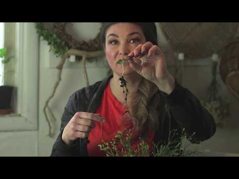 Hemma hos Jessica v 9 Varmbänk Förgro potatis och tidigaste sådderna