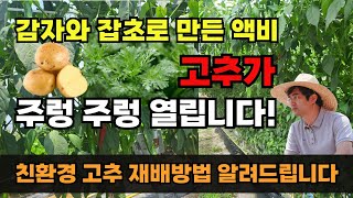 고추 재배기술 친환경으로 다수확이 가능합니다. 고추 재배방법 액비만들기