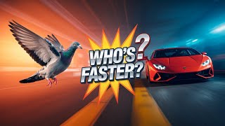 177 KM H! The Fastest Racing Pigeon Ever Recorded