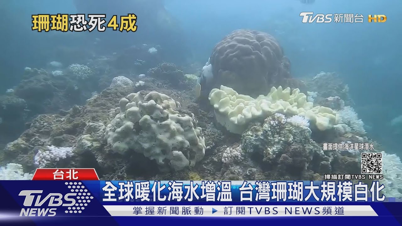全球暖化「海水過熱」 台灣珊瑚大規模白化!專家:去年死30%
