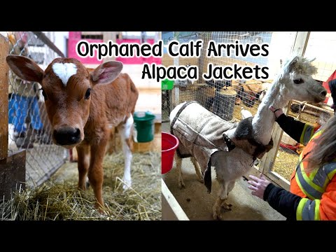 , title : 'Bottle Feed Orphaned Calf, Jackets for the Alpaca & Animal Feeding'