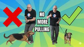 How to Enjoy Walks With Your Stubborn Breed Dog