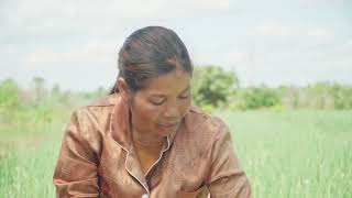 ដំណាំខ្ទឹម អ្នកត្បូងឃ្មុំ