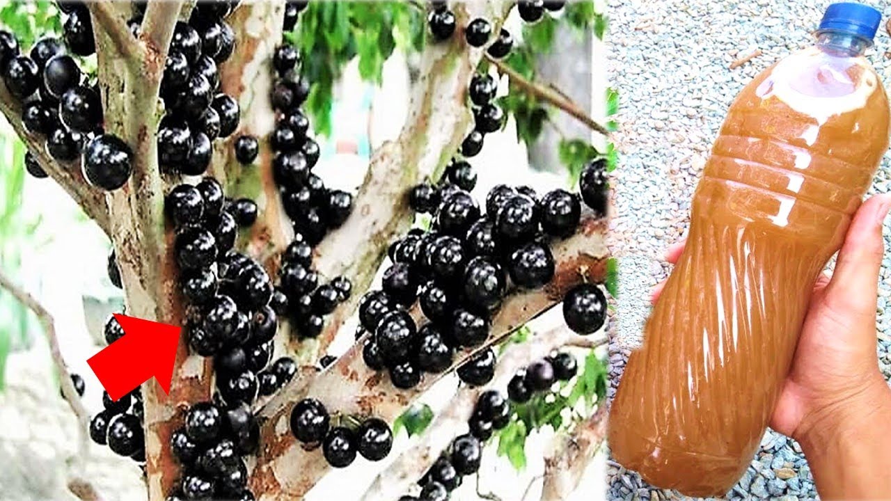 MELHOR ADUBO PARA JABUTICABA DESENVOLVER RÁPIDO (Recupera o solo e folhas)