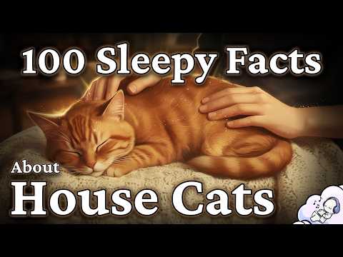 Why House Cats Feel So Calming (A Quiet Science Documentary)