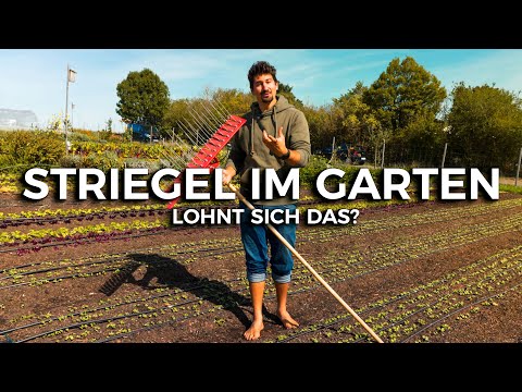 Striegel im Garten - Lohnt sich das?