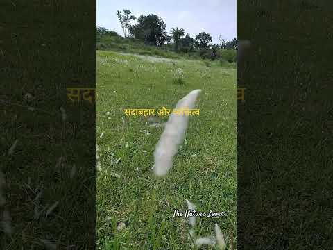 nature view #naturelovers #cowlover #vlog