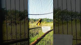 Download lagu suara burung sogon jantan memanggil betina mp3