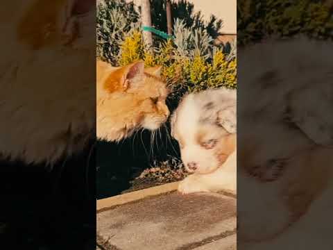 Australian Shepherd puppy for sale