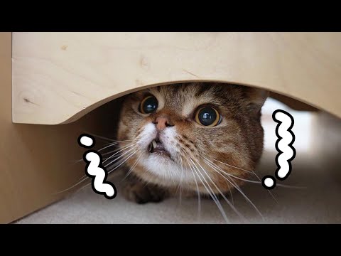 A Thunderstorm Shocked My Cats ●A●!!!!!!!! (ENG SUB)