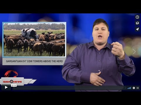 Gargantuan 6'4" cow towers above the herd (ASL - 11.27.18)