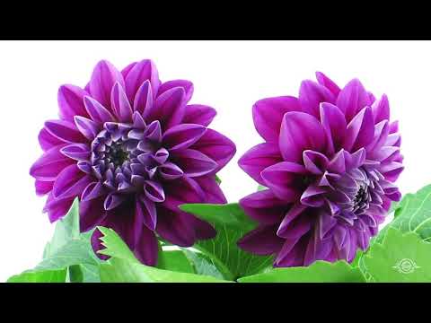 Blooming Flowers Timelapse