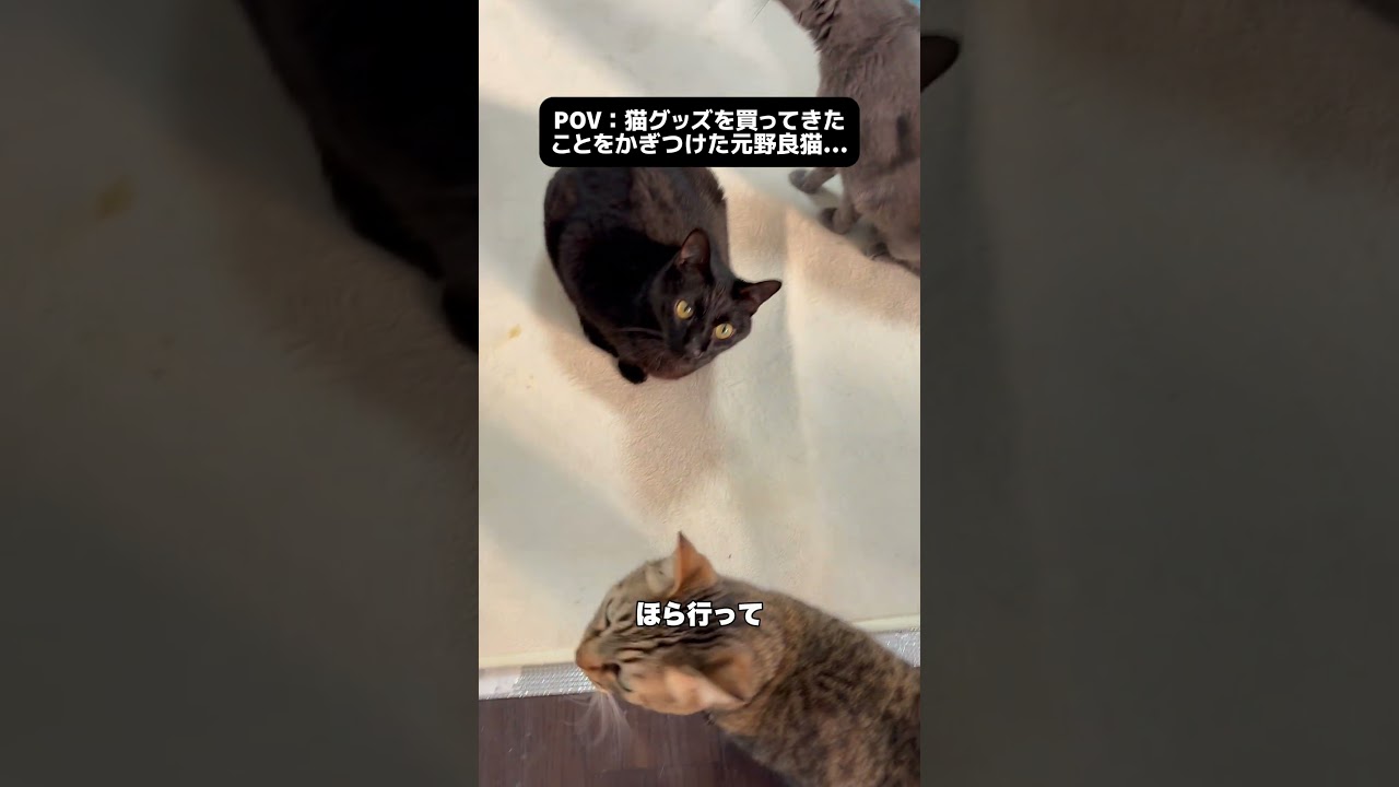 猫グッズ買ってきたら、大変興味があるらしいw #保護猫 #ネコ