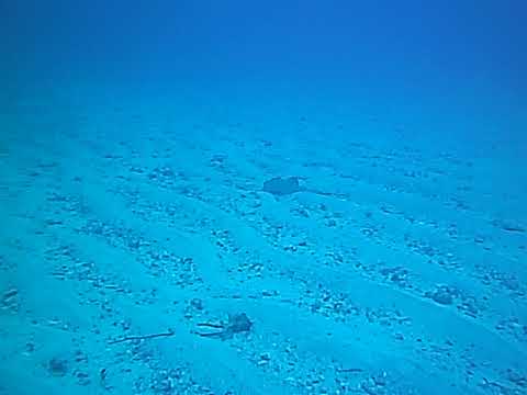 20180206 Antigua Jolly Harbour - A ray mopping sandy bottom