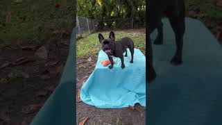 Video preview image #1 French Bulldog Puppy For Sale in Weston, FL, USA