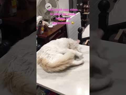 She’s in heat for 4 days😩 #shorts #cat #animals #pets #catinheat