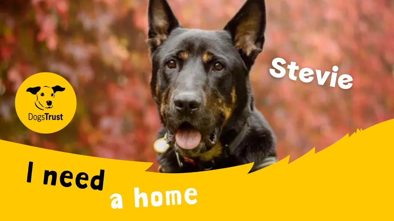 A preview of the dog's video