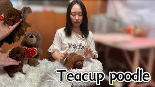 Teacup poodle puppies? What are they look like? | 美国茶杯泰迪宝宝，太可爱啦