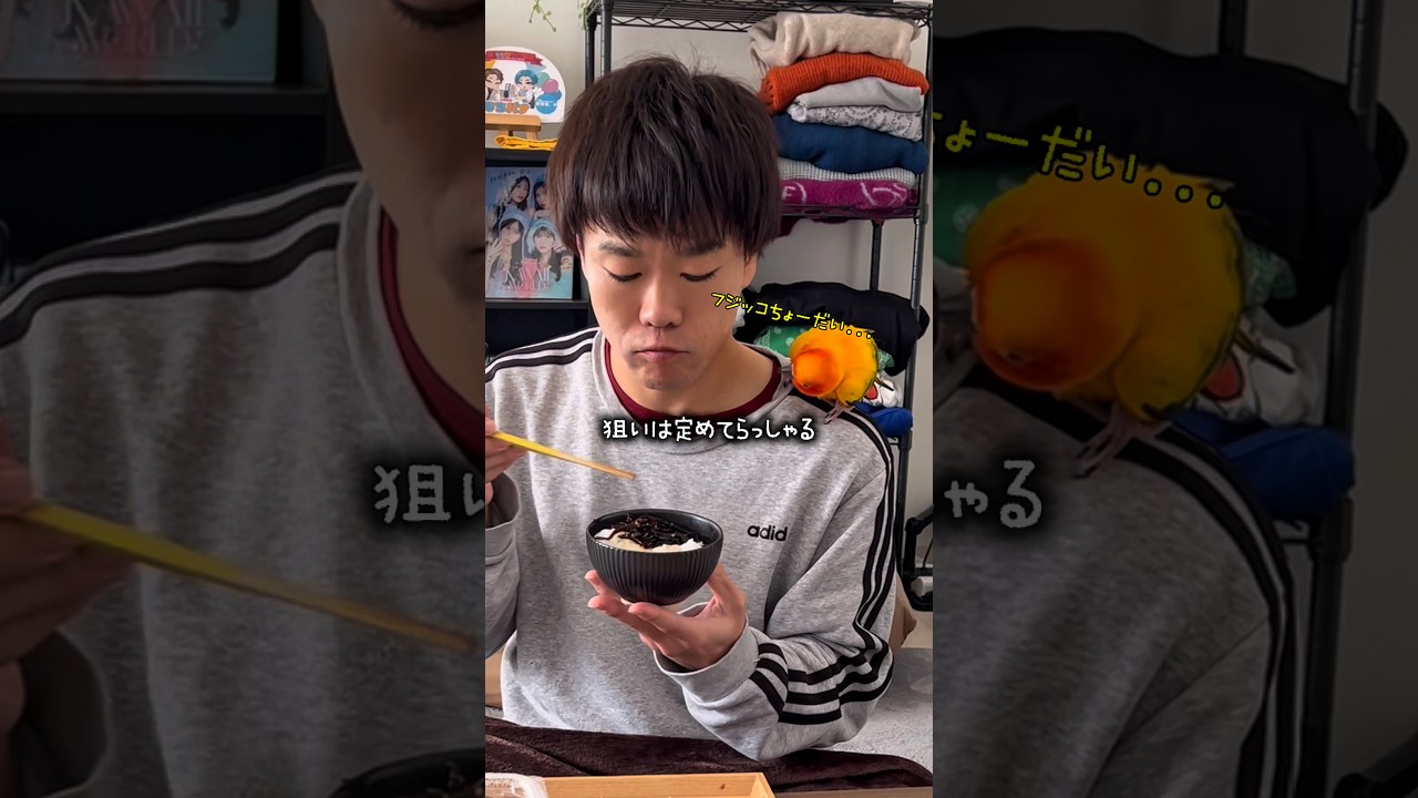 駆け引きに負けた鳥がカメラに一言www🦜 #インコ #セキセイインコ #暮らし #暮らしチャンネル #ごはん #コガネメキシコインコ #birds #癒し #フジッコ #鳥と芸人