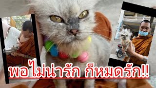 พอไม่น่ารัก ก็หมดรัก เป็นโรคเรื้อนเอามาปล่อยวัดแมวเปอร์เซีย