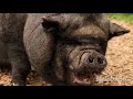 Scary Pig Squealing Sound Effect
