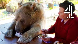Breakfast With Your Pet Bear | Bear About The House: Me &amp; My Supersized Pet