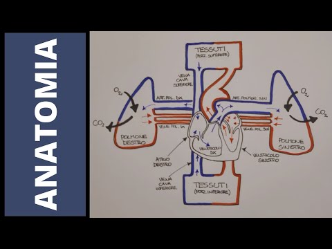 Complete introduction to the cardiovascular system