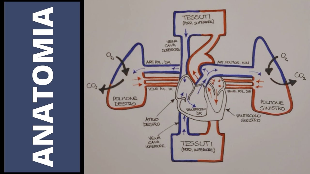 Introduzione completa all'apparato cardiocircolatorio