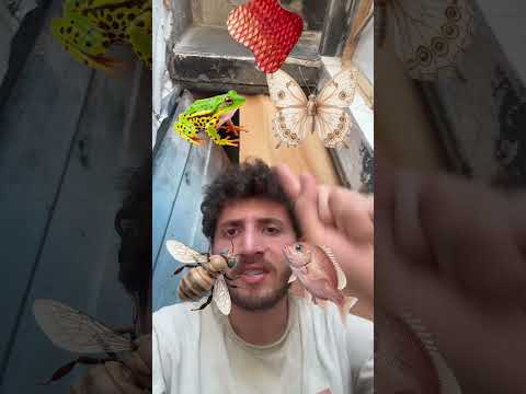 فلتر تلبيس الحيوانات !!