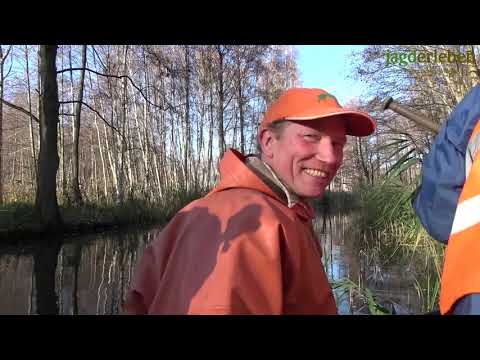 Durchgehen bei der Drückjagd im Spreewald | Driven Hunt in Germany