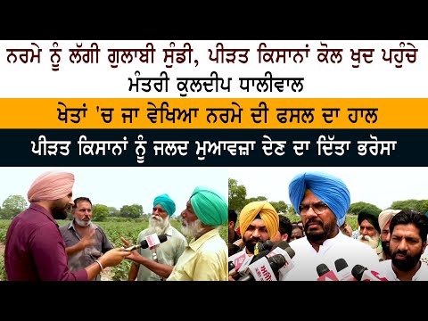 ਨਰਮੇ ਨੂੰ ਲੱਗੀ  ਗੁਲਾਬੀ ਸੁੰਡੀ, ਪੀੜਤ ਕਿਸਾਨਾਂ ਕੋਲ ਖੁਦ ਪਹੁੰਚੇ ਮੰਤਰੀ ਕੁਲਦੀਪ ਸਿੰਘ ਧਾਲੀਵਾਲ