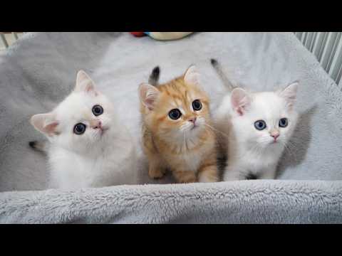 YouTube 썸네일