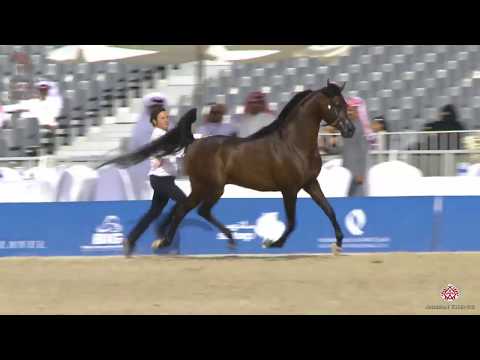 N 267 GABEL ATHBAH   Asharqia Arabian Horse Classic 2020   Stallions 4 6 Years Old Class 10B