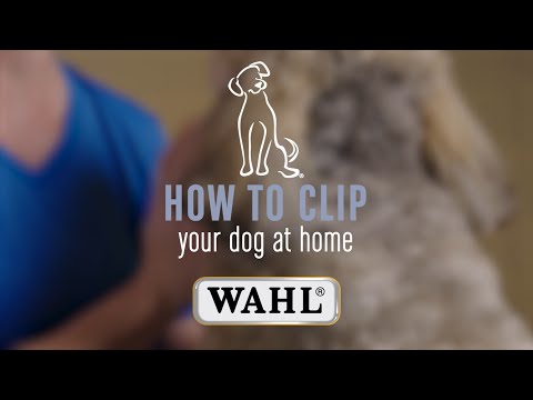 How to Clip Your Dog 🐶 at Home with the WAHL Century Clipper