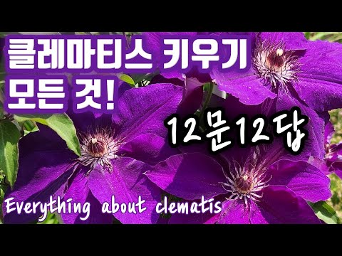 , title : '클레마티스 키우기 Q&A | 12문 12답 | 노지월동, 가지치기, 삽목, 휘묻이, 지지대, 거름, 그늘 | Everything about growing clematis'