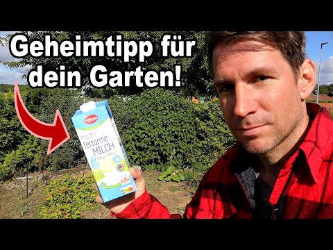 Warum Milch das geheime Wundermittel für deinen Garten ist!