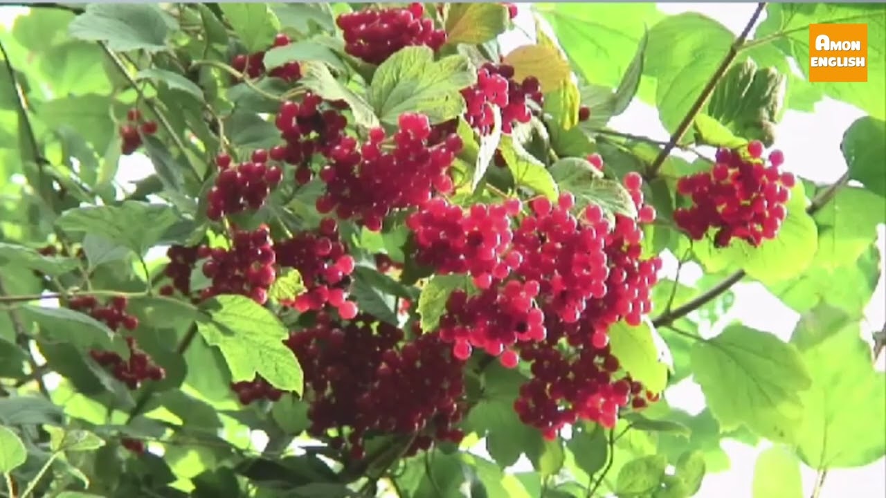 Everybody Up 5 -  Unit 2: Camping  - Lesson 4: Plants