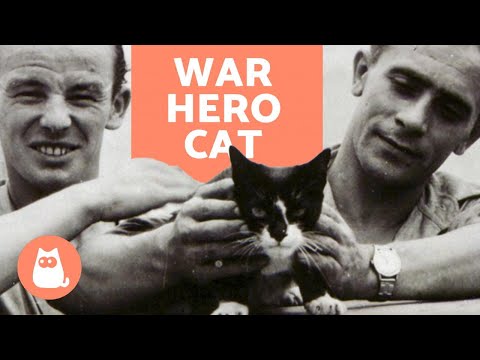 The Moving Story of SIMON the WAR HERO CAT 🐱⚓