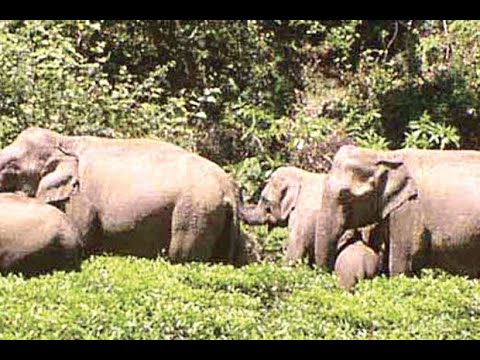 ஓசூர் அருகே, சானமாவு காட்டுப்பகுதியில் நாற்பதற்கும் மேற்பட்ட காட்டு யானைகள் முகாமிட்டுள்ளன.