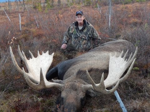 Self Guided Alaskan Giant Moose Hunt  2014 /  Kent Kaiser Alaska